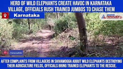 Descargar video: Herd of wild elephants create havoc in Karnataka village, officials rush trained jumbos to chase them