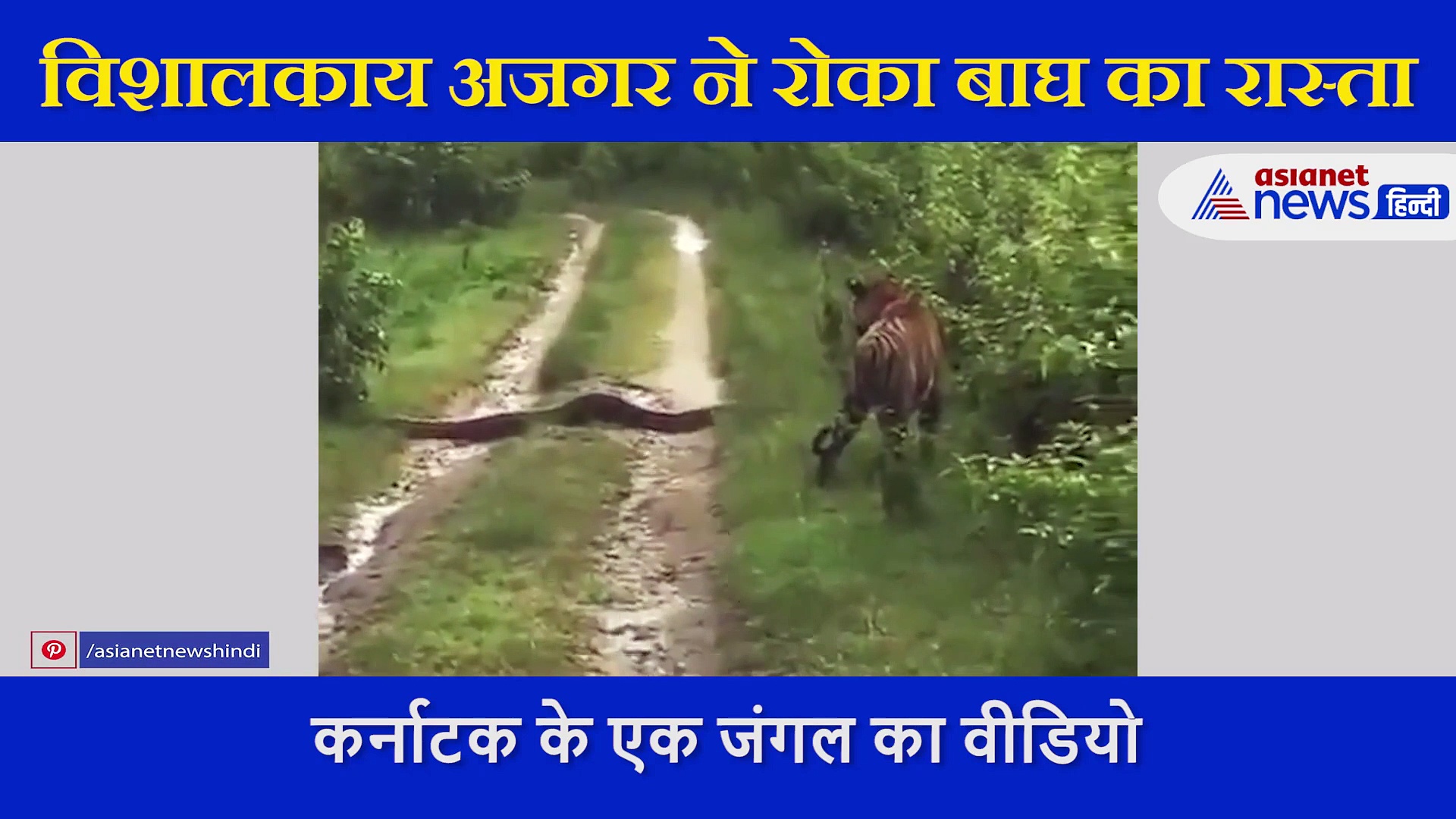 जब विशालकाय अजगर ने रोका टाइगर  का रास्ता, देखें फिर क्या हुआ