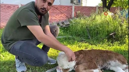 Veteriner hekim bile şok oldu! Yeni doğan buzağı şaşkına çevirdi