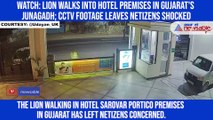 Watch: Lion walks into hotel premises in Gujarat's Junagadh; CCTV footage leaves netizens shocked