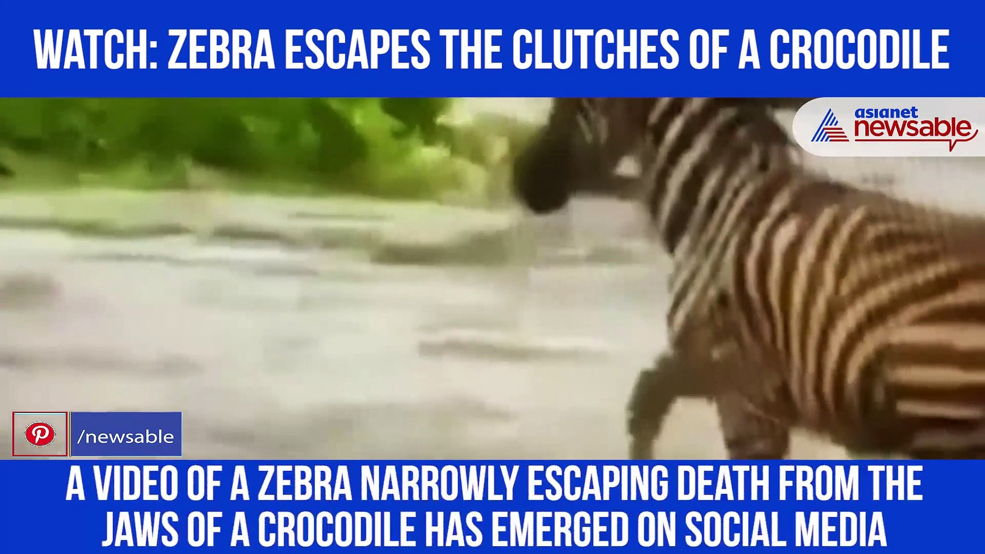 ⁣Zebra Lucky Escape