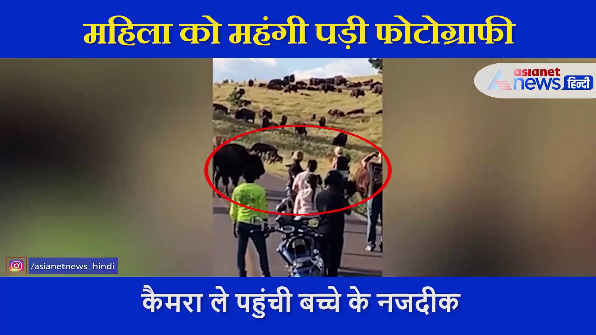 कैमरा ले जंगली भैंसे के बच्चे के बेहद नजदीक चली गई महिला, सामने से आई मां ने हवा में उछाल फाड़ दी पैंट