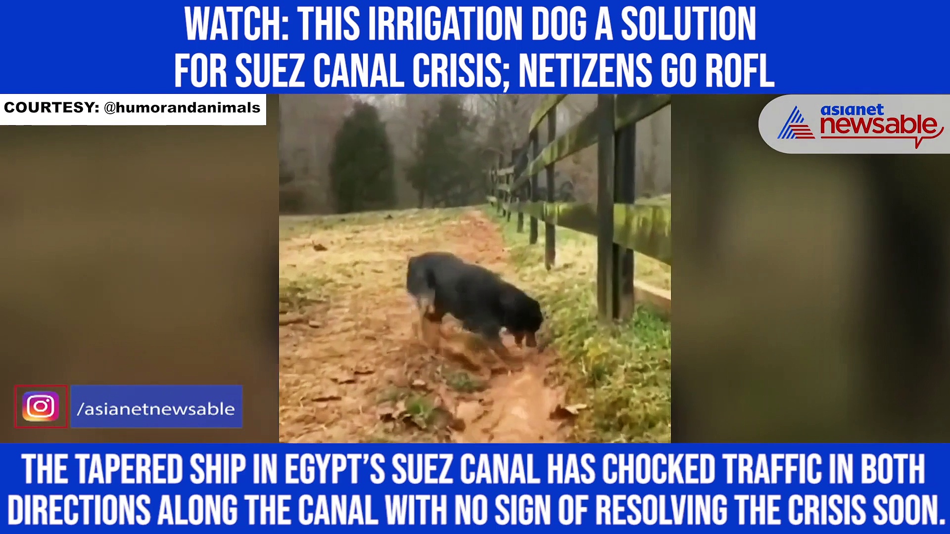 Watch: This irrigation dog a solution for Suez canal crisis; netizens go ROFL