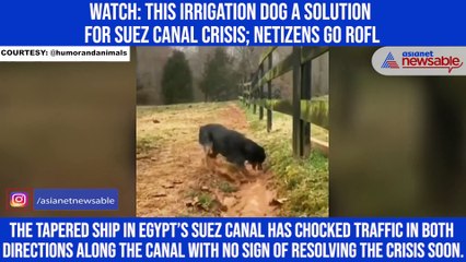 Watch: This irrigation dog a solution for Suez canal crisis; netizens go ROFL