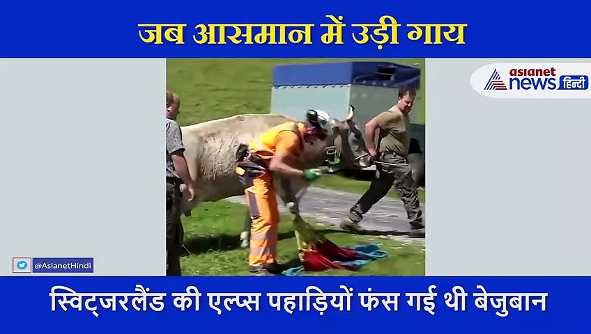 किसान ने घायल गाय को बचाने के लिए बुलाया हेलीकॉप्टर, फिर ऐसे किया एयरलिफ्ट