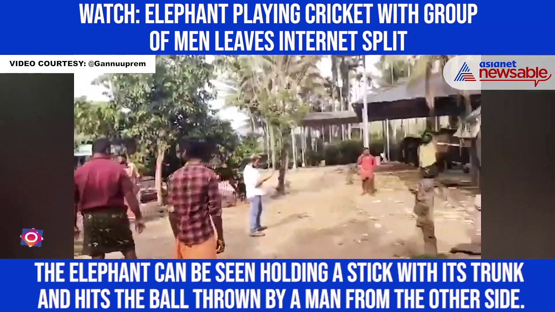Watch: Elephant playing cricket with group of men leaves internet split