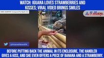 Watch: Iguana loves strawberries and kisses; viral video brings smiles