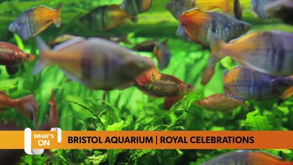 BristolWorld What's On Guide 18 May