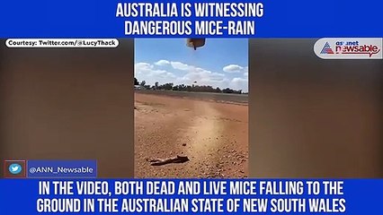 Australia is witnessing dangerous mice-rain