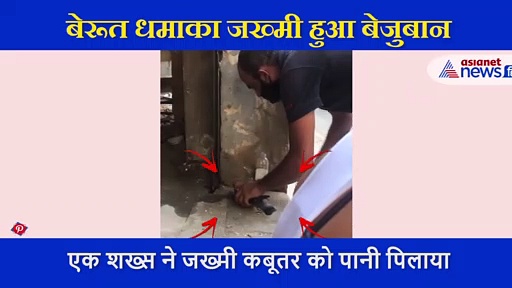 बेरूत धमाके में जख्मी हुआ कबूतर, शख्स ने ऐसा पानी पिलाया, लोग बोले- यही है इंसानियत