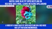 Watch: Rare blue pit viper nestling on red rose goes viral; leaves netizens spellbound