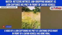 Watch: Netizens witness jaw-dropping moment as lion captures his prey in front of safari vehicle