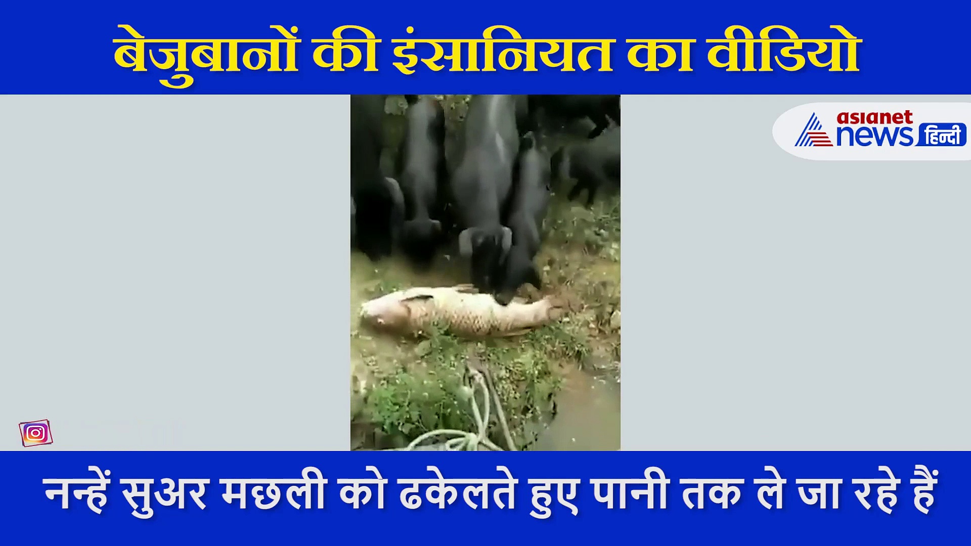 पानी के बिना तड़पती रही जल की रानी, नन्हे सूअरों ने जान बचाने के लिए दिखाई ऐसी महानता