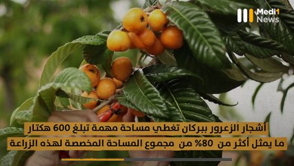 مزاح زكزل .. أكثر من 8 آلاف طن إنتاج مرتقب في الموسم (2021 – 2022) - 18/05/2022