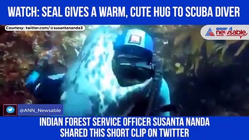 The seal gives hug to scuba diver; Netizens were left in awe