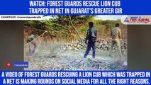 Watch: Forest guards rescue lion cub trapped in net in Gujarat's Greater Gir