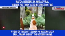 Watch: Netizens in awe as viral ‘guinea pig train’ sets internet on fire