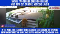 Watch: Two terrier breed dogs chase wild bear out of home; netizens love it