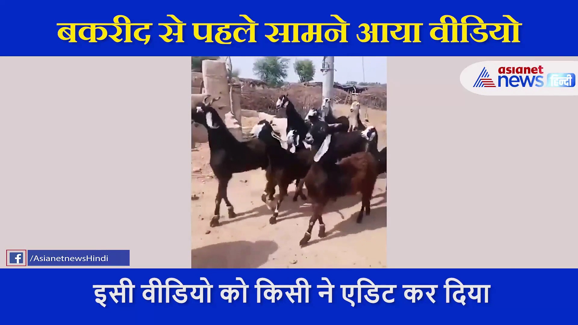 बकरीद से पहले सामने आया वीडियो, बकरियों ने किया ‘डिस्को’