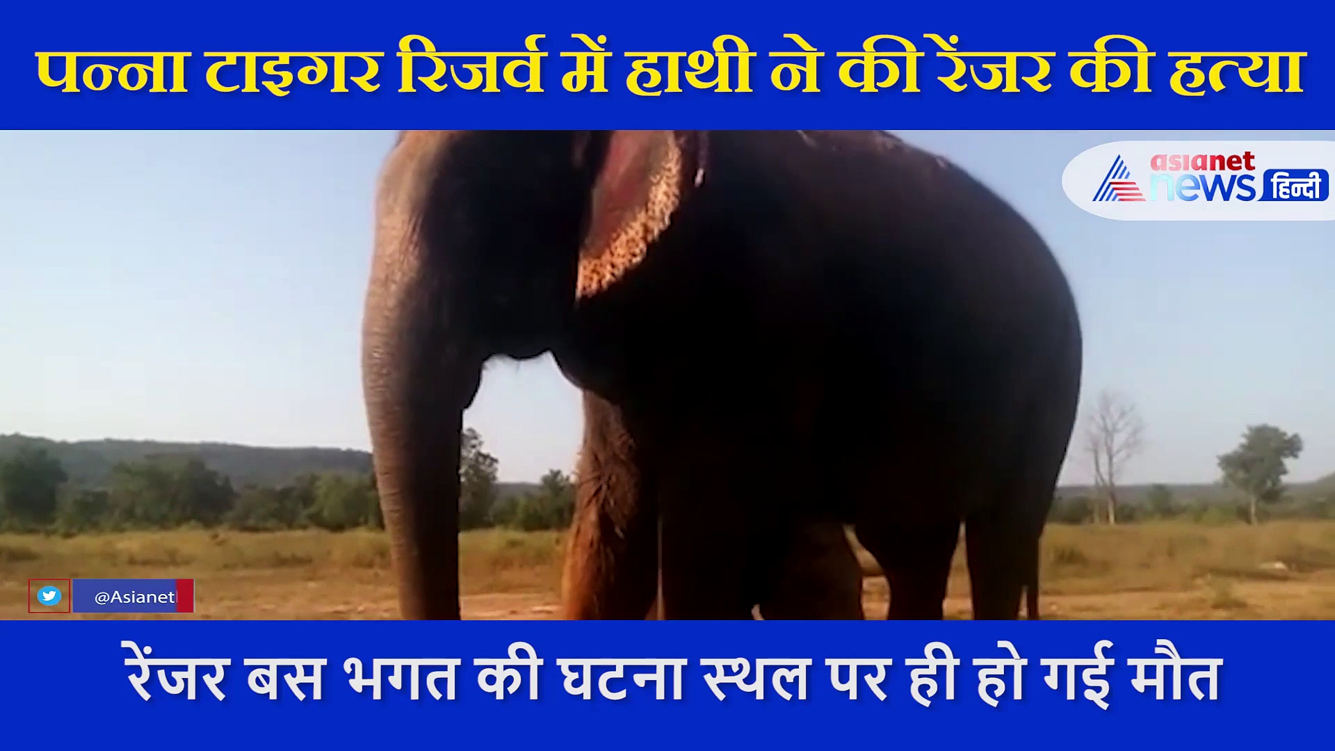 पन्ना टाइगर रिजर्व में दिल दहला देने वाली घटना, रेंजर को हाथी ने दांतों से दबाकर उतारा मौत के घाट