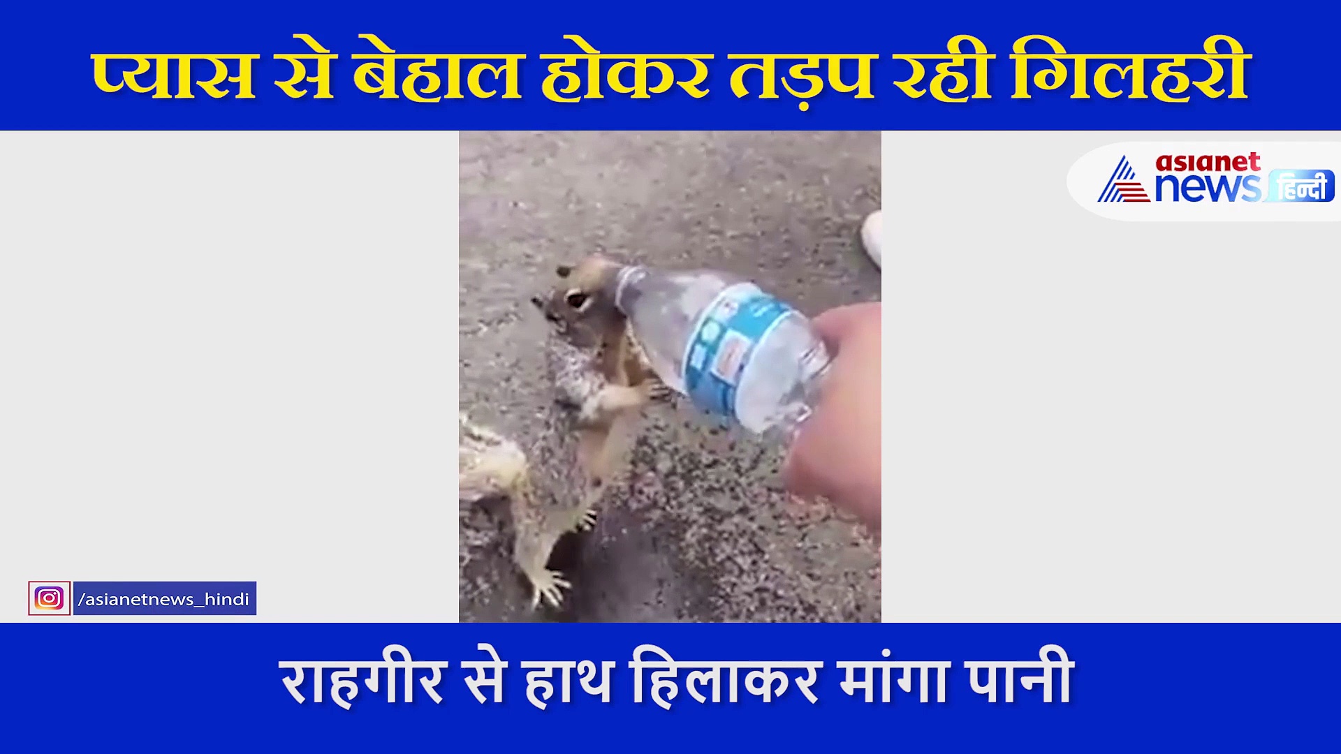 प्यास से बेहाल गिलहरी ने हाथ हिलाकर शख्स से मांगा पानी, दिल को छू लेने वाला वीडियो आया सामने