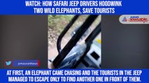 Watch: How safari jeep drivers hoodwink two wild elephants, save tourists
