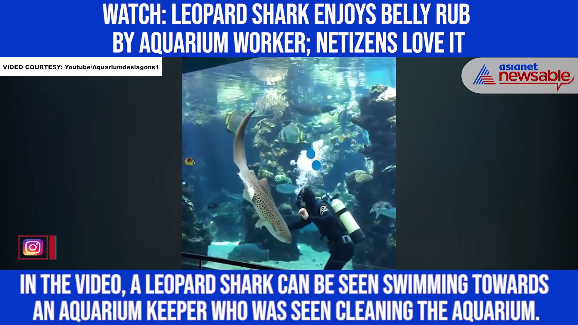 Watch: Leopard Shark enjoys belly rub by aquarium worker; netizens love it