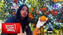 Pinay fruit picker sa Australia, mahigit P200,000 ang kita kada buwan! | Dapat Alam Mo!