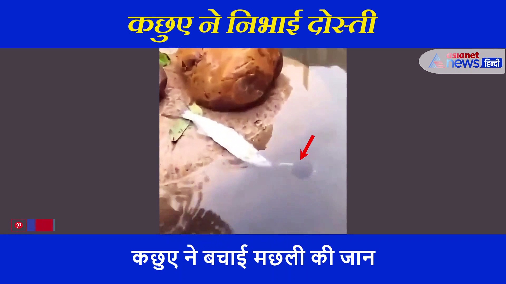 इंटरनेट पर ‘हीरो’ बना ये कछुआ, अपनी जान जोखिम में डाल बचाई मछली की जिंदगी