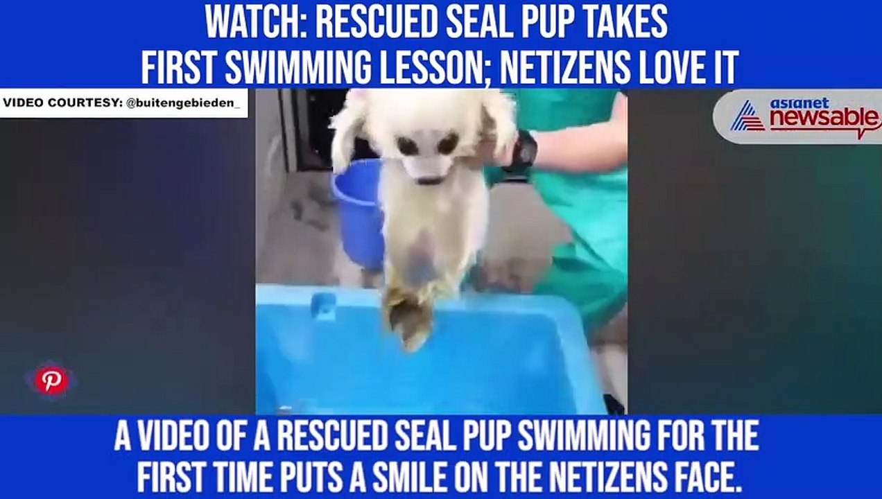 Watch: Rescued seal pup takes first swimming lesson; netizens love it