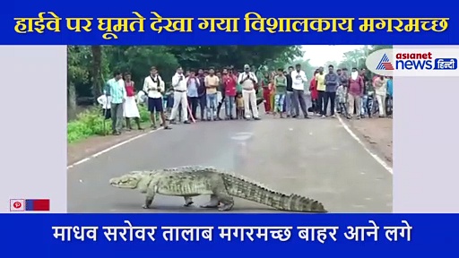 भूखे मगरमच्छों के बीच से गुजरते हैं लोग, जरा सी लापरवाही और बन जाएंगे रात का डिनर