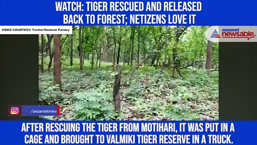 Watch: Tiger rescued and released back to forest; netizens love it