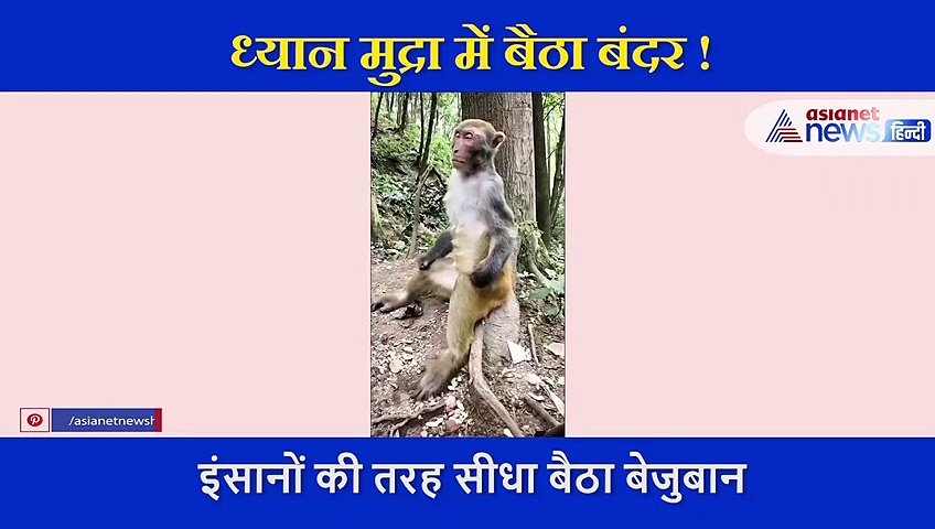 इंसानों की तरह ध्यान मुद्रा में बैठा बंदर ! पूरा वीडियो देखने पर समझ आ जाएगी इसकी सच्चाई