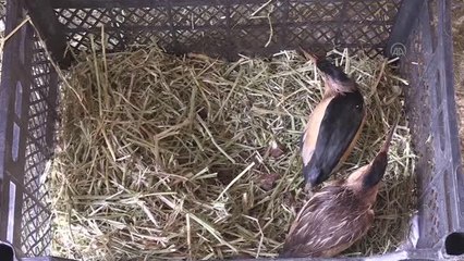 Bitkin bulunan balabanlar korumaya alındı