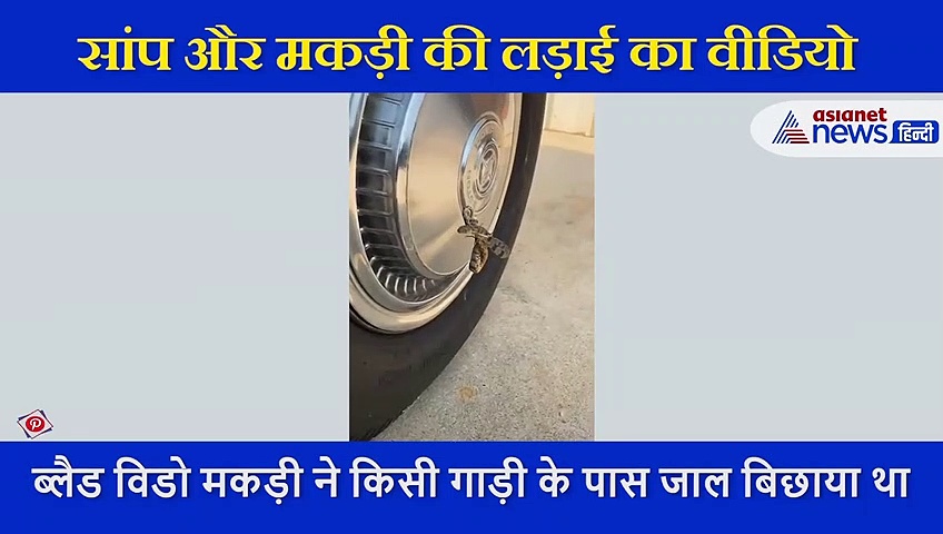 मकड़ी ने पहले बिछाया जाल, फिर किया खतरनाक सांप का शिकार