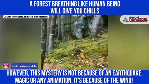 A forest is breathing like a human? Here’s the science behind it