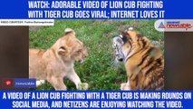 Watch: Adorable video of lion cub fighting with tiger cub goes viral; internet loves it