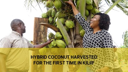 Hybrid Coconut harvested for the first time in Kilifi