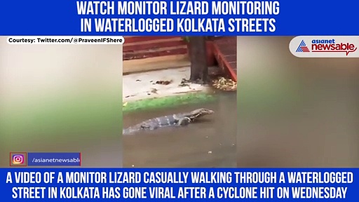 Monitor lizard crawling in waterlogged Kolkata streets goes viral after Cyclone Yaas