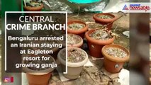 CCB police's drug bust at controversial Eagleton Resort, Iranian arrested for growing Hydro Ganja