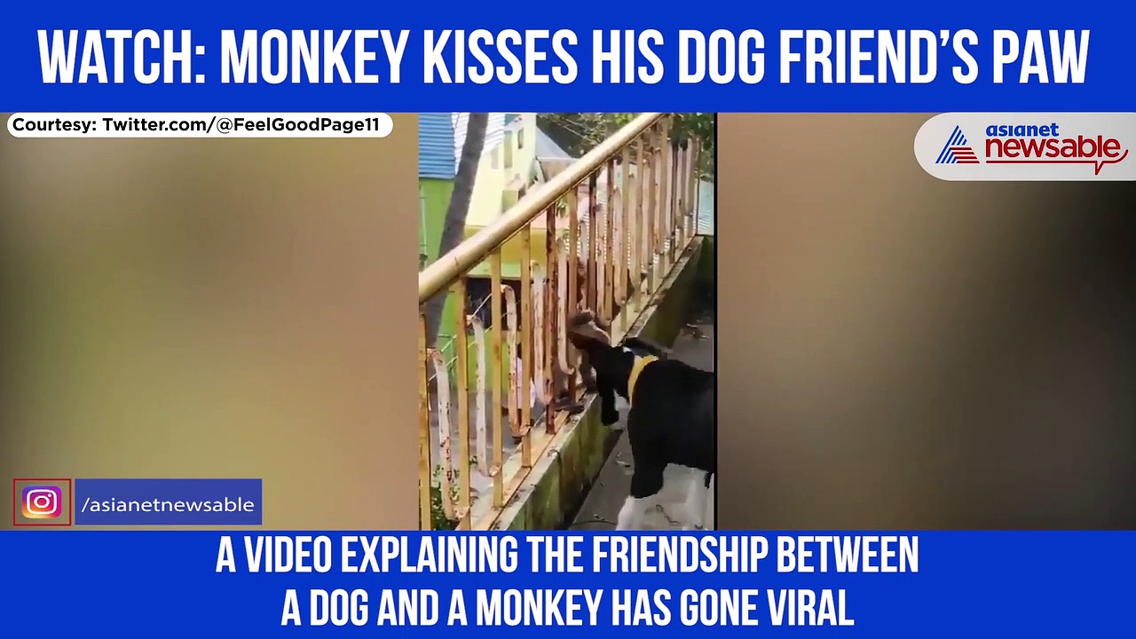 Monkey Kisses Dog’s Paw, Heartwarming Video Showing Their Friendship Goes Viral