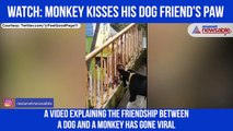 Monkey Kissing Dog