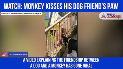 Monkey Kissing Dog