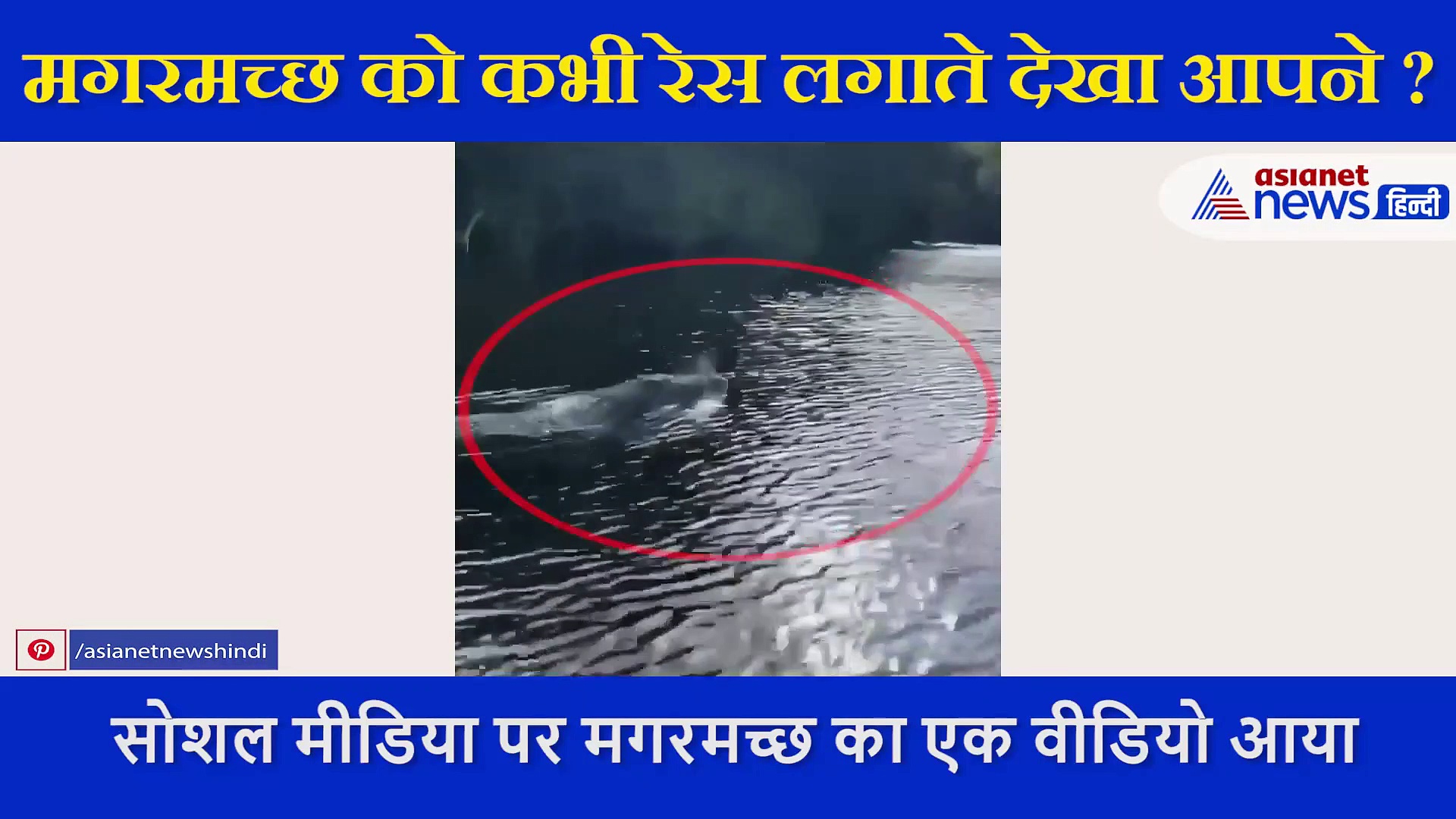 मगरमच्छ को कभी रेस लगाते देखा आपने ? ऐसा तैरा कि स्पीटबोट को भी दे दी मात