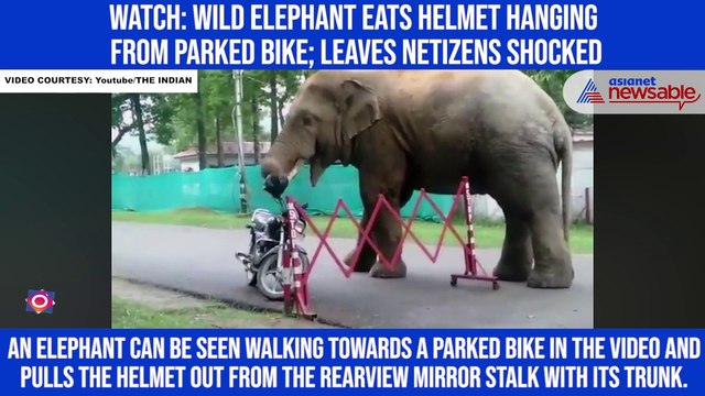 Watch: Wild elephant eats helmet hanging from parked bike; leaves netizens shocked