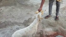 Mother Dog asking food for her puppies | mother dog carries food for her puppies