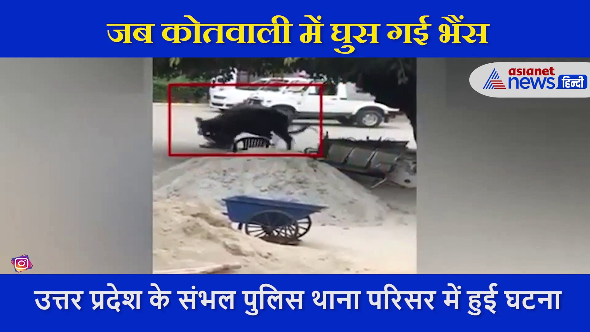 कोतवाली में घुसी बेकाबू भैंस ने दारोगा को सींग से उठाकर पटका, सामने आया डरावना वीडियो