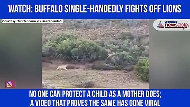 Buffalo Single-Handedly Fights Off Lions