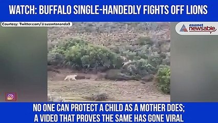 Buffalo Single-Handedly Fights Off Lions