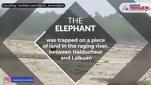 Uttarakhand rain: Elephant stranded on island in Gaula river rescued